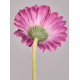 Цветок искусственный "ГЕРБЕРА" высота=61см. (мал=24 шт/кор=96шт.) LEFARD 287-563